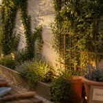 Cache mur extérieur : lierre et jasmin sur mur en crépi gris, jardinières