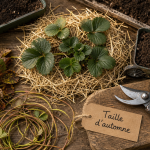 Faut il couper les feuilles des fraisiers avant l’hiver ? Sécateur et feuilles retirées pour la taille d’automne