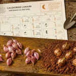 Quand planter les échalotes avec la lune : calendrier lunaire pour une récolte abondante