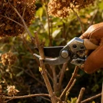 Quand couper hortensia : sécateur et coupe au-dessus d’un bourgeon en fin d’hiver