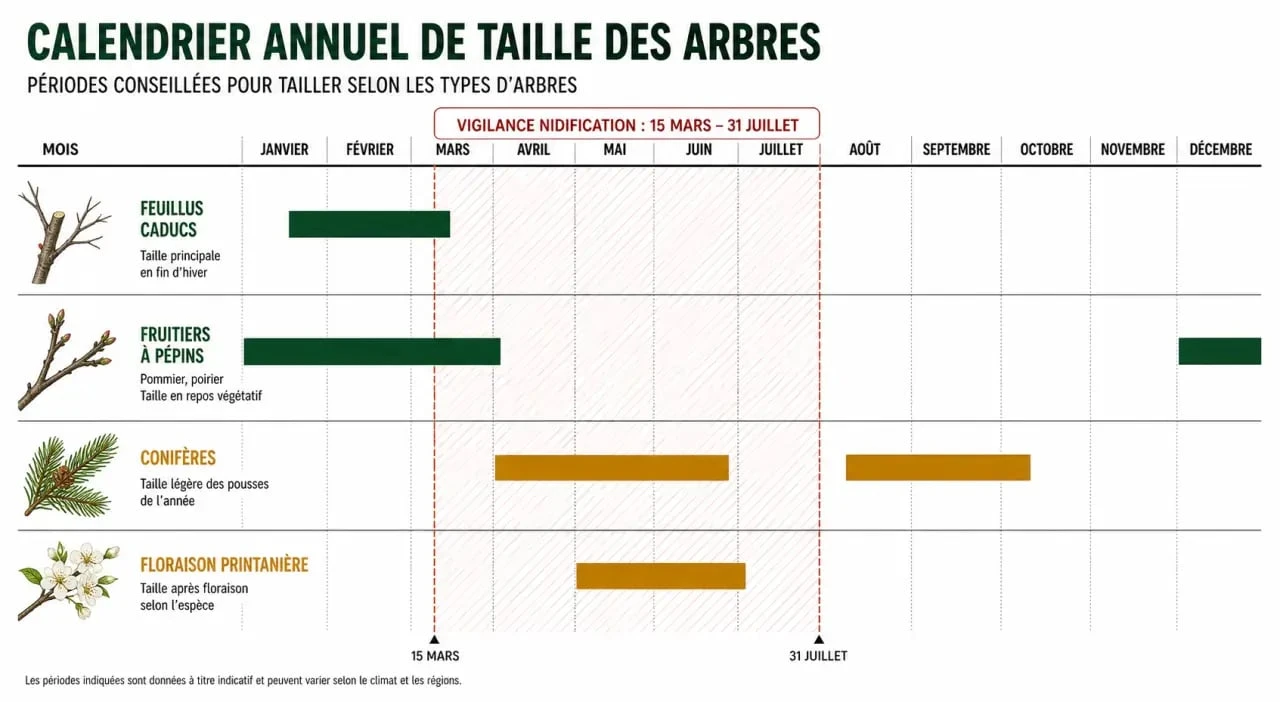 Quand tailler arbre : calendrier saisonnier des feuillus, fruitiers, conifères et arbres à floraison printanière